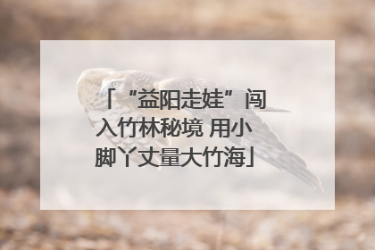 “益阳走娃”闯入竹林秘境 用小脚丫丈量大竹海