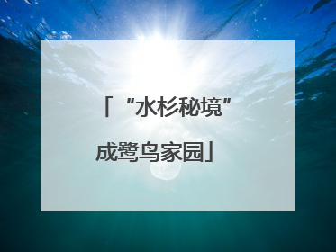 “水杉秘境”成鹭鸟家园