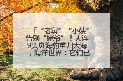 “老舅”“小姨”告别“姥爷”！大连9头斑海豹重归大海，海洋世界：它们已具备野外生存能力