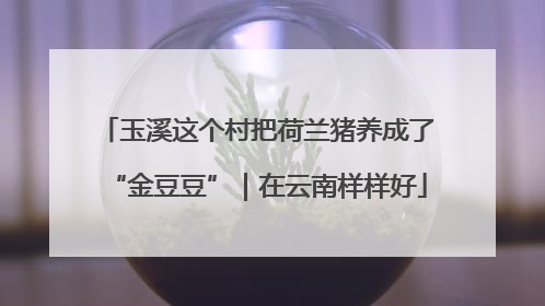 玉溪这个村把荷兰猪养成了“金豆豆”｜在云南样样好