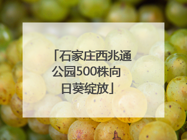 石家庄西兆通公园500株向日葵绽放