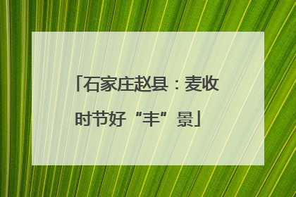 石家庄赵县：麦收时节好“丰”景