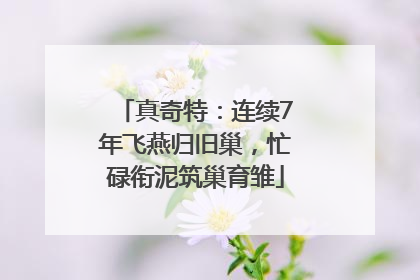 真奇特：连续7年飞燕归旧巢，忙碌衔泥筑巢育雏