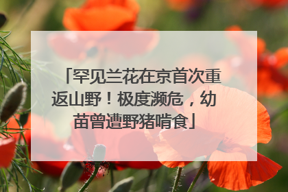 罕见兰花在京首次重返山野！极度濒危，幼苗曾遭野猪啃食