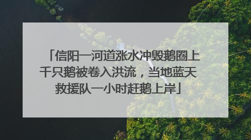 信阳一河道涨水冲毁鹅圈上千只鹅被卷入洪流，当地蓝天救援队一小时赶鹅上岸