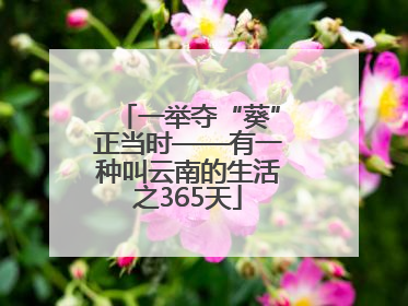 一举夺“葵”正当时——有一种叫云南的生活之365天