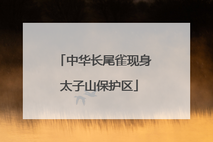 中华长尾雀现身太子山保护区