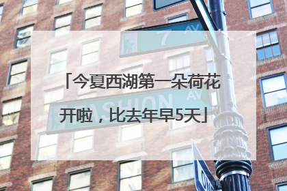 今夏西湖第一朵荷花开啦，比去年早5天