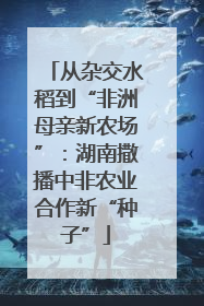 从杂交水稻到“非洲母亲新农场”：湖南撒播中非农业合作新“种子”