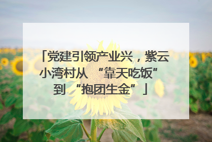党建引领产业兴，紫云小湾村从 “靠天吃饭” 到 “抱团生金”