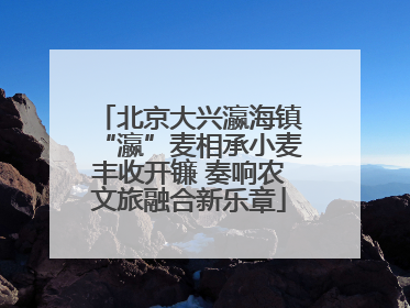 北京大兴瀛海镇“瀛”麦相承小麦丰收开镰 奏响农文旅融合新乐章