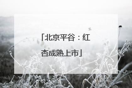 北京平谷：红杏成熟上市