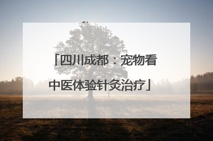 四川成都：宠物看中医体验针灸治疗