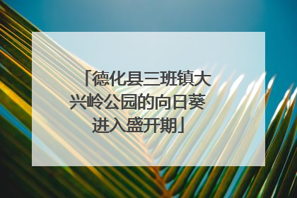 德化县三班镇大兴岭公园的向日葵进入盛开期