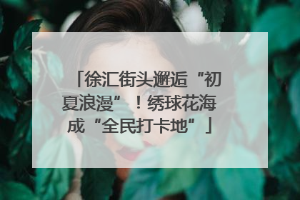 徐汇街头邂逅“初夏浪漫”！绣球花海成“全民打卡地”