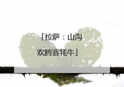 拉萨：山沟欢腾赛牦牛