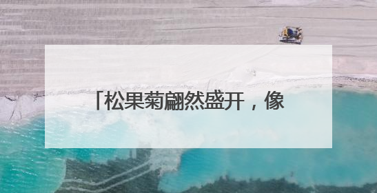 松果菊翩然盛开，像夏天写给大地的情书