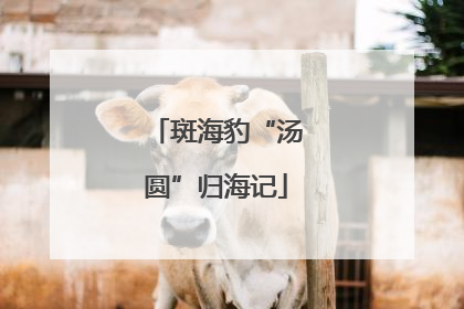 斑海豹“汤圆”归海记