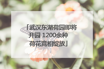 武汉东湖荷园即将开园 1200余种荷花竞相绽放