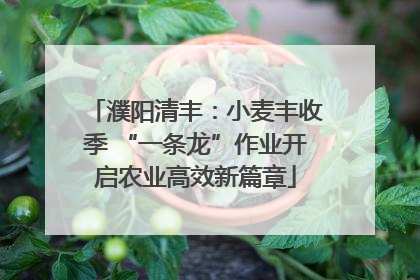 濮阳清丰：小麦丰收季 “一条龙”作业开启农业高效新篇章