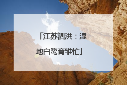 江苏泗洪：湿地白鹭育雏忙