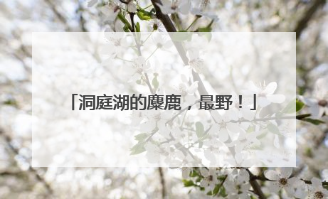 洞庭湖的麋鹿，最野！