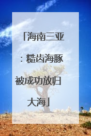 海南三亚：糙齿海豚被成功放归大海