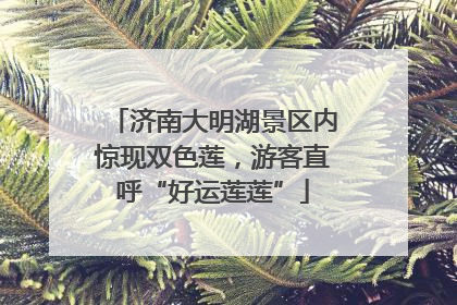 济南大明湖景区内惊现双色莲，游客直呼“好运莲莲”