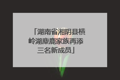 湖南省湘阴县横岭湖麋鹿家族再添三名新成员