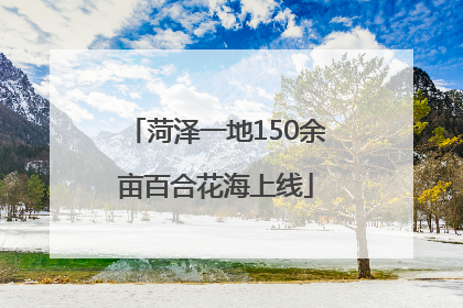 菏泽一地150余亩百合花海上线