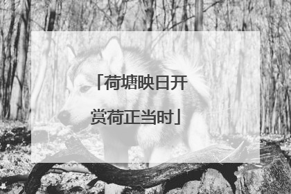 荷塘映日开 赏荷正当时