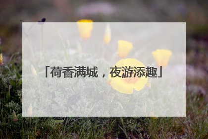 荷香满城，夜游添趣