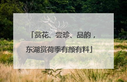赏花、尝珍、品韵，东湖赏荷季有颜有料