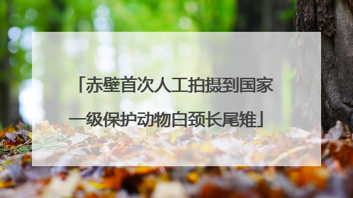 赤壁首次人工拍摄到国家一级保护动物白颈长尾雉